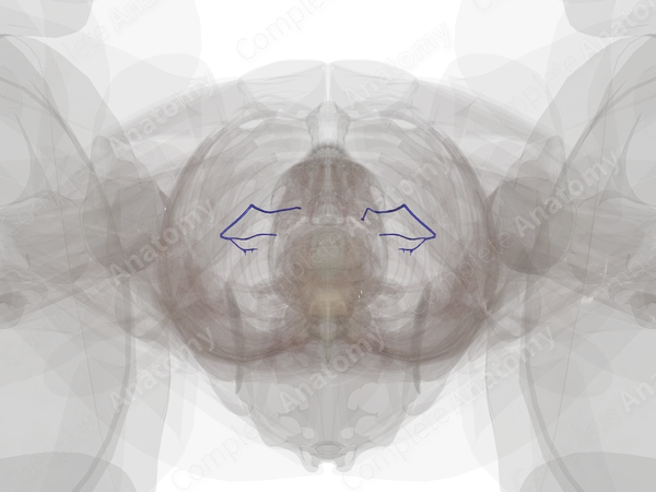 Veins of Ovaries
