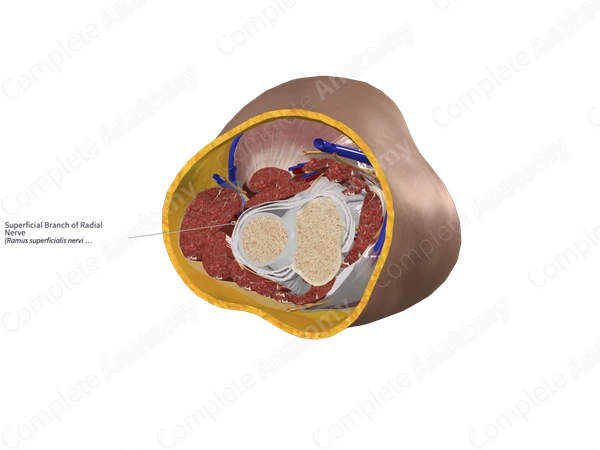 Superficial Branch of Radial Nerve 