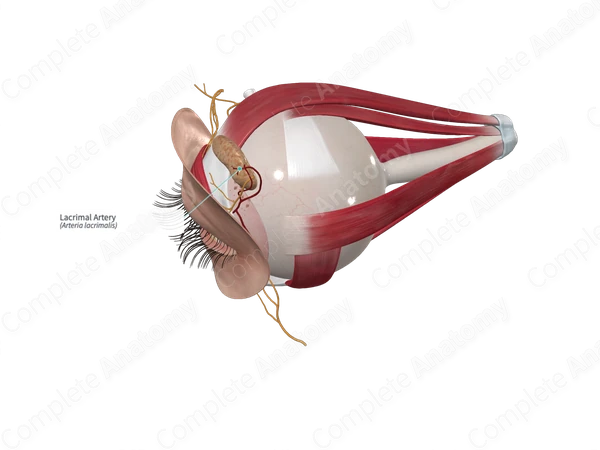 Lacrimal Artery