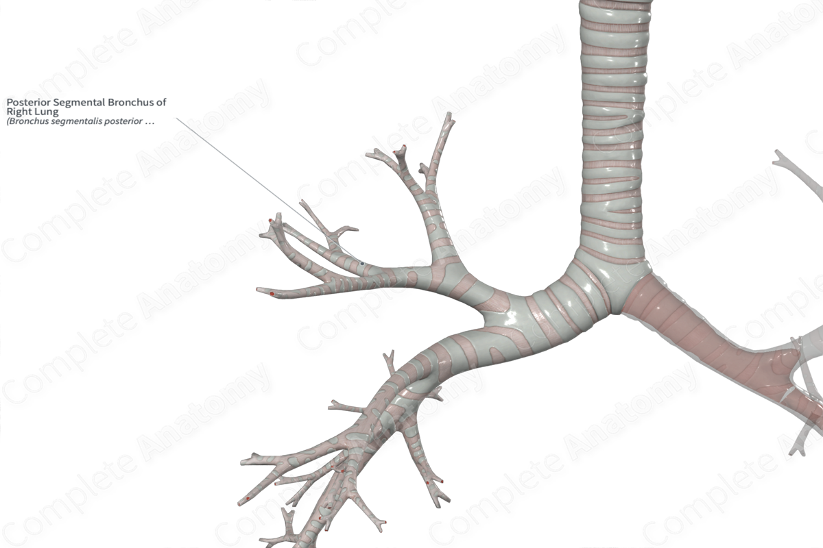 Posterior Segmental Bronchus of Right Lung | Complete Anatomy