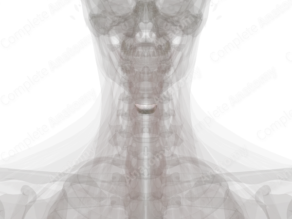 Intervertebral Disc (C4-C5)