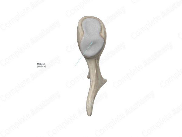 Malleus