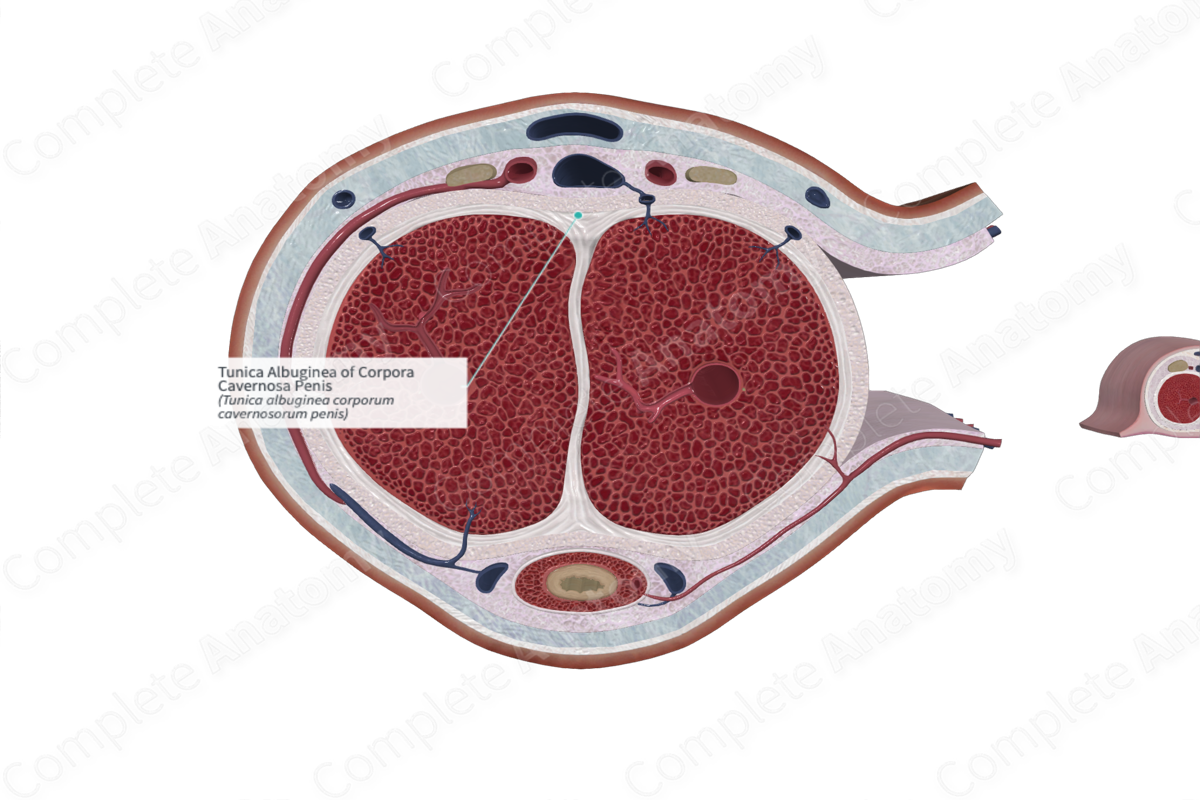 Tunica Albuginea of Corpora Cavernosa Penis