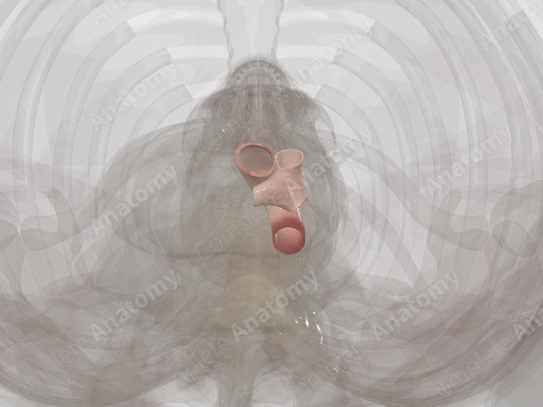 Major Arteries