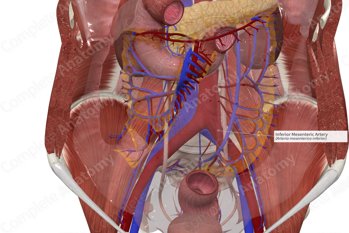 Inferior Mesenteric Artery