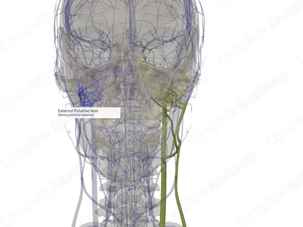 External Palatine Vein (Left)