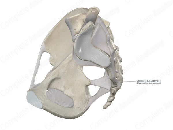 Sacrospinous Ligament 