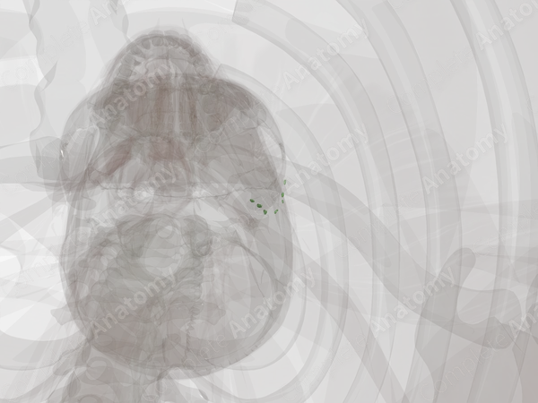 Superficial Parotid Nodes (Left)