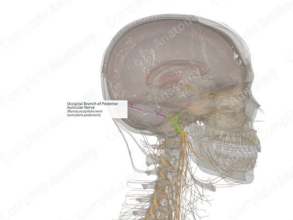 Occipital Branch of Posterior Auricular Nerve (Left)