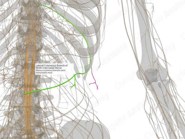 Lateral Cutaneous Branch of Ninth Intercostal Nerve (Right)