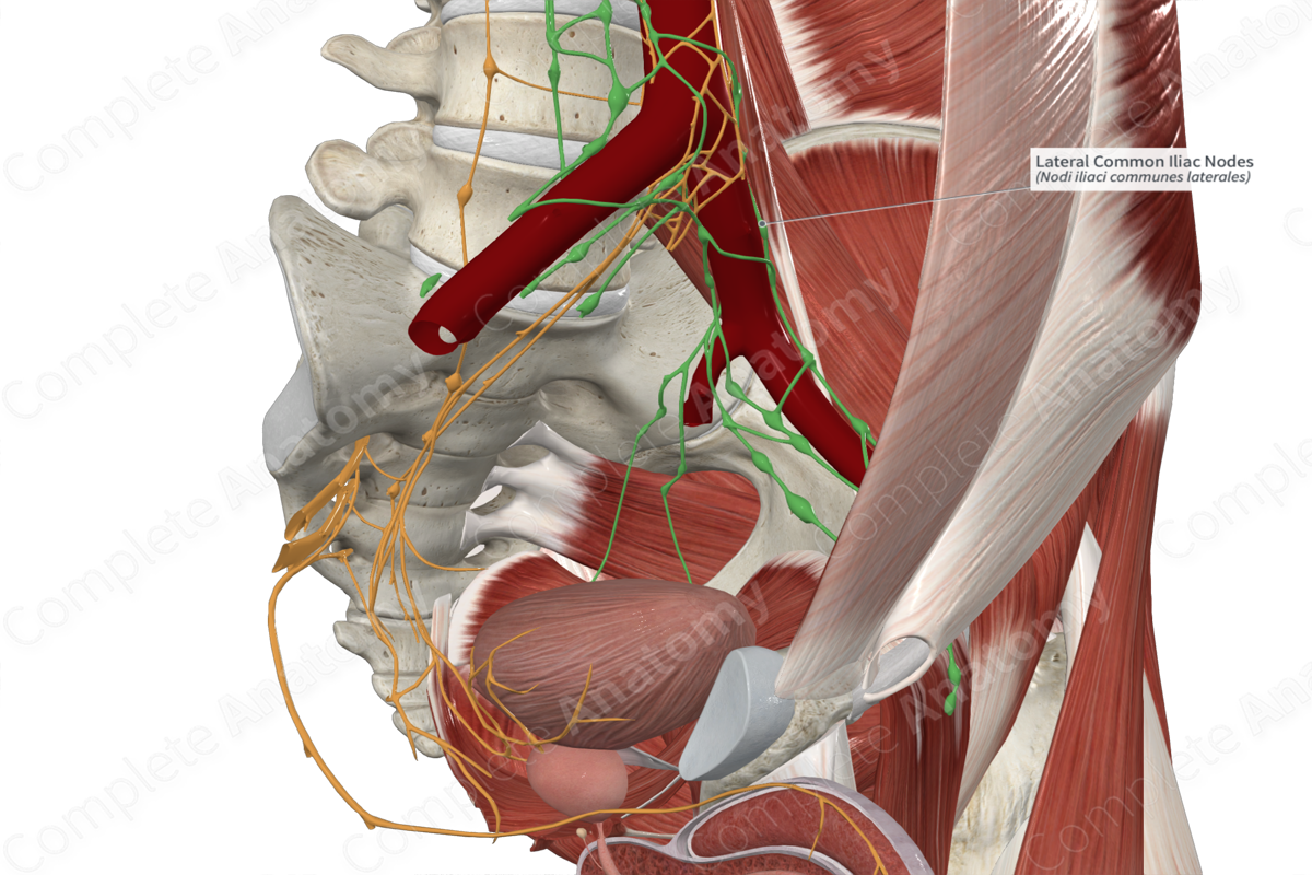 Lateral Common Iliac Nodes 