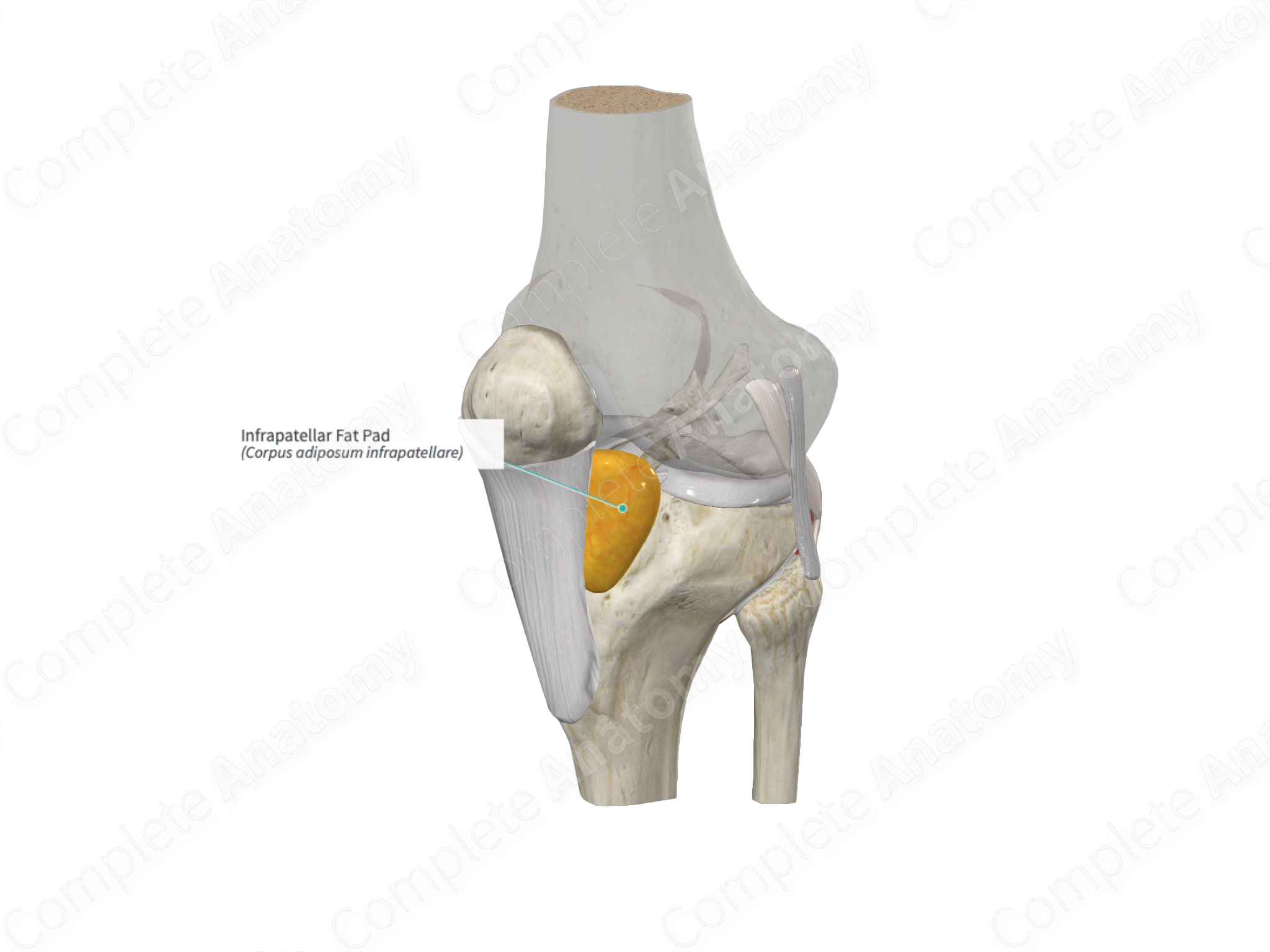 Infrapatellar Fat Pad | Complete Anatomy