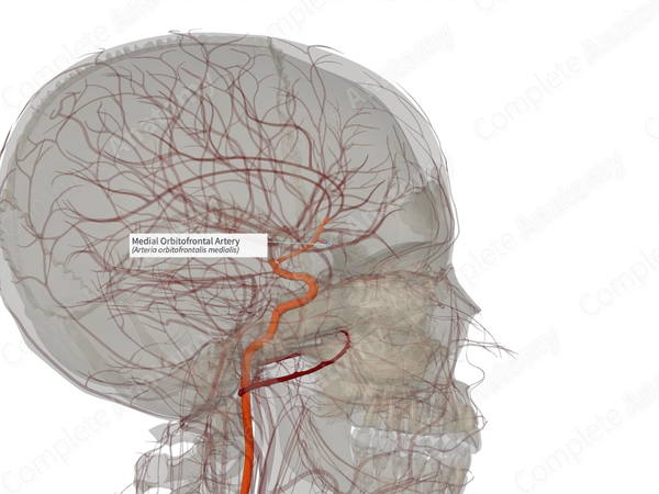 Medial Orbitofrontal Artery (Right)