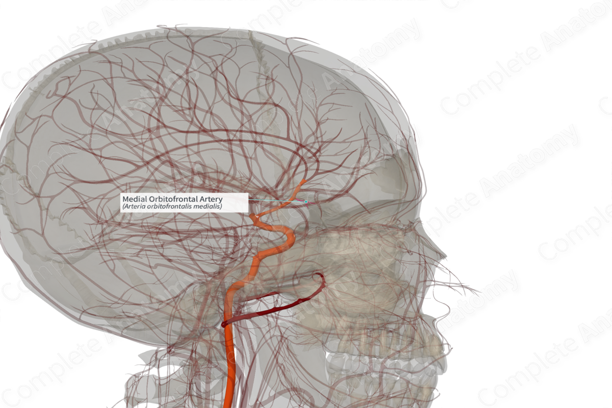 Medial Orbitofrontal Artery (Right)