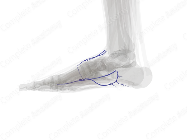 Deep Veins of Ankle & Foot (Left)