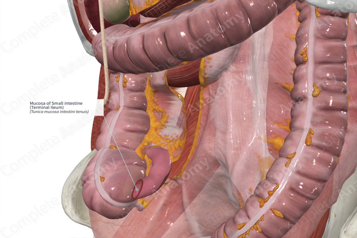 Mucosa of Small intestine (Terminal Ileum)