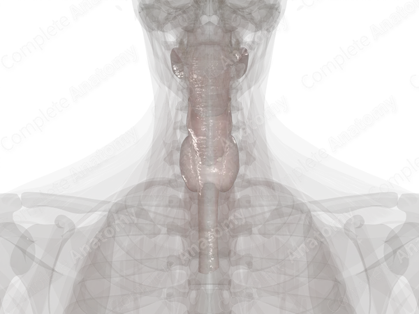 Visceral Cervical Fascia