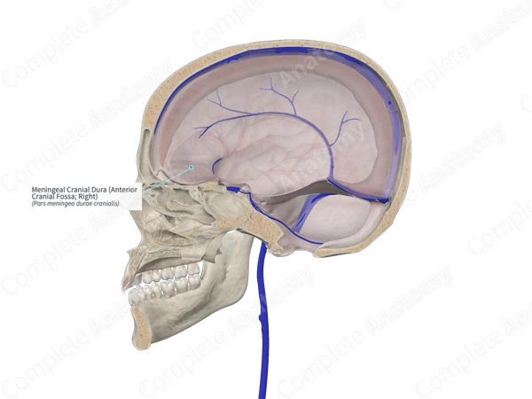 Meningeal Cranial Dura (Anterior Cranial Fossa; Right)