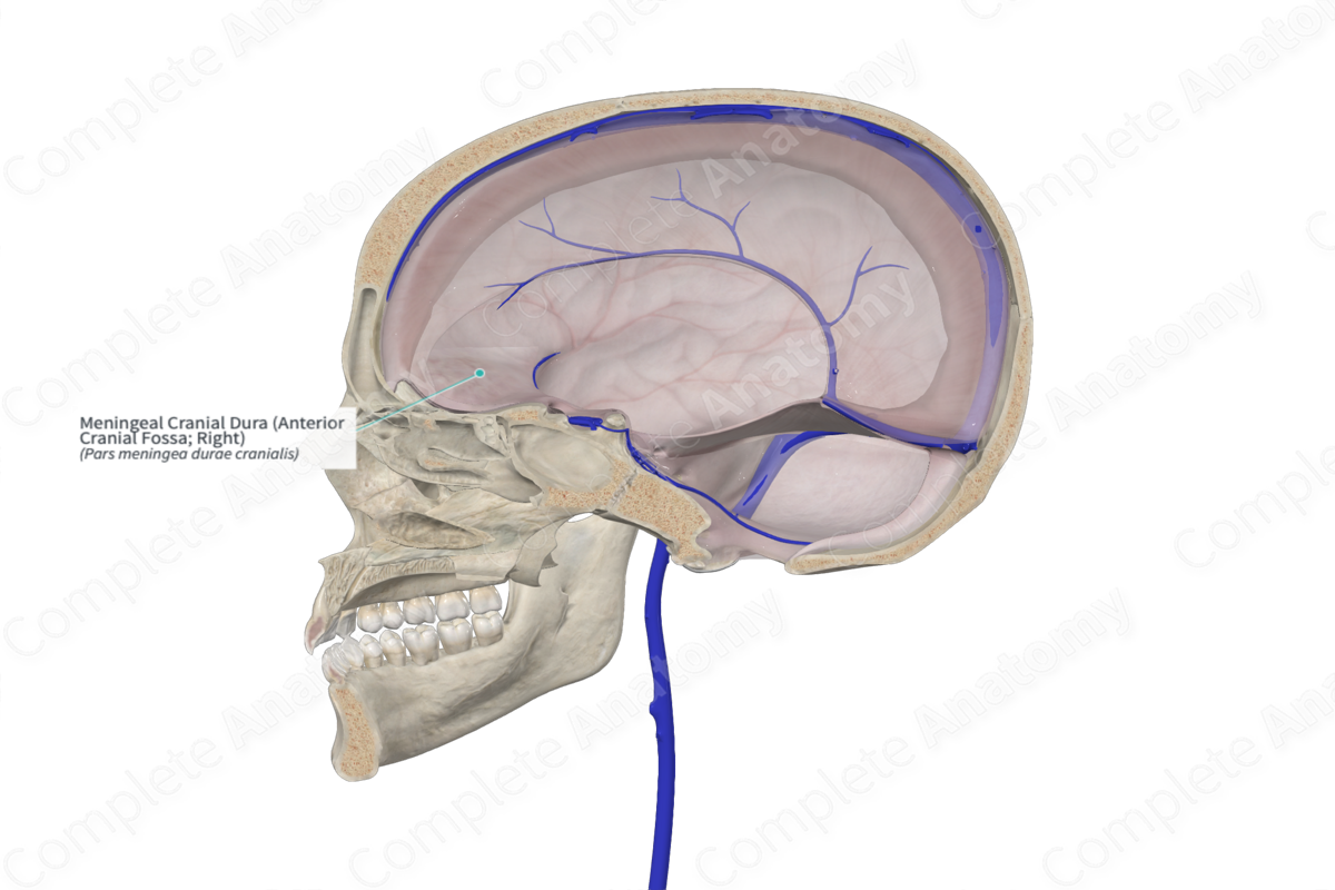 Meningeal Cranial Dura (Anterior Cranial Fossa; Right)