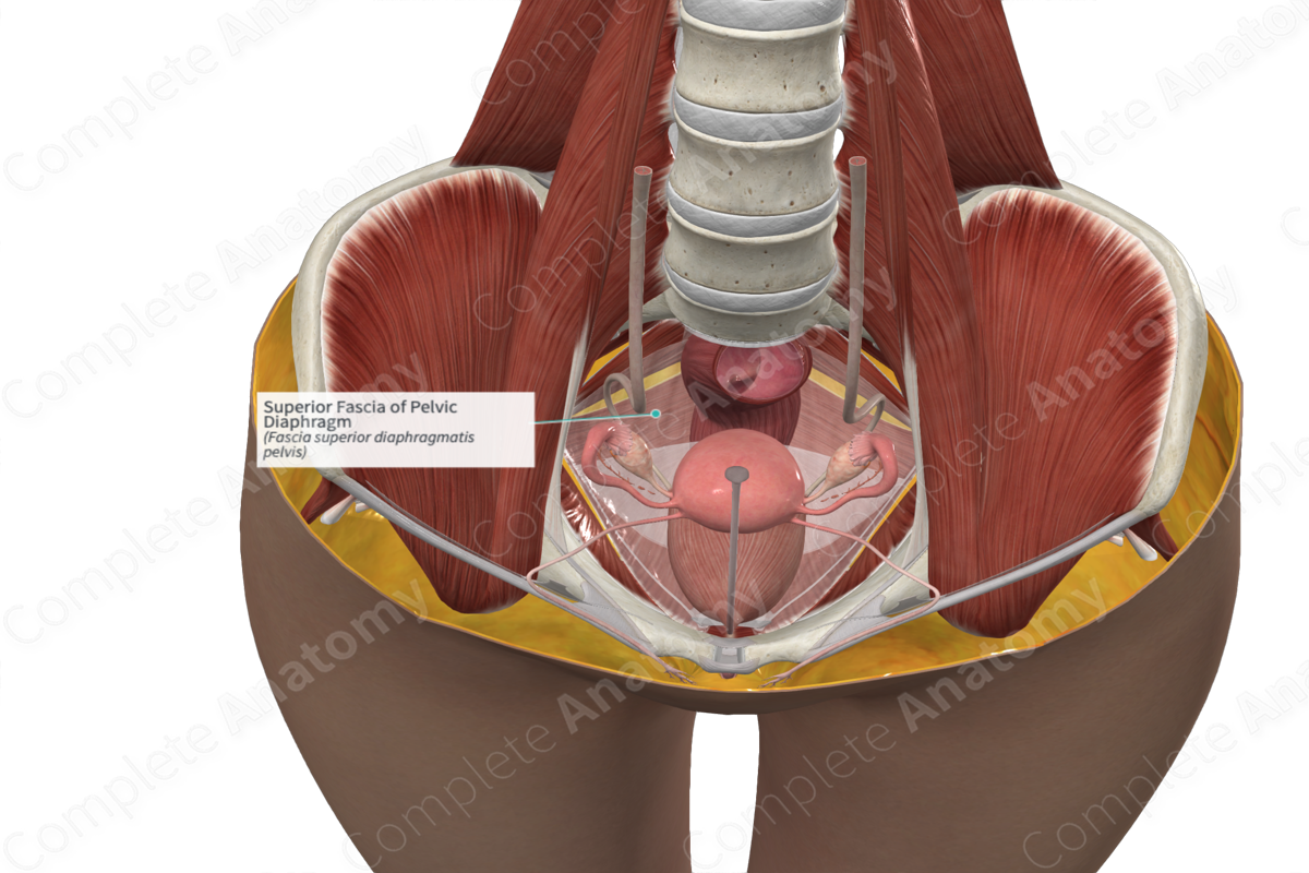 Superior Fascia of Pelvic Diaphragm