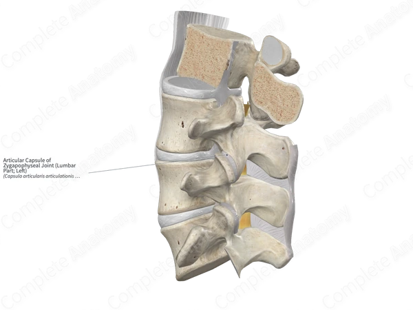 Articular Capsule of Zygapophyseal Joint (Lumbar Part; Left)