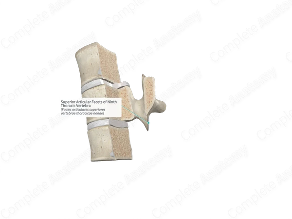 Superior Articular Facets of Ninth Thoracic Vertebra