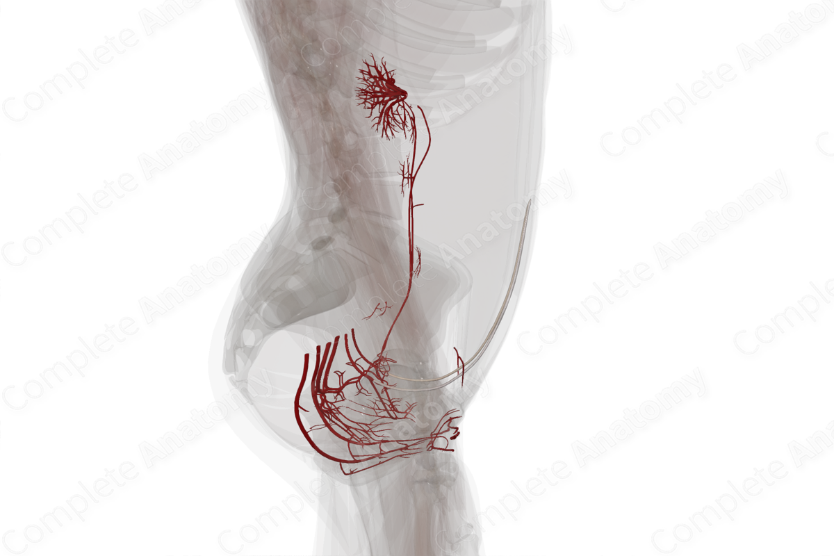 Arteries of Urogenital System