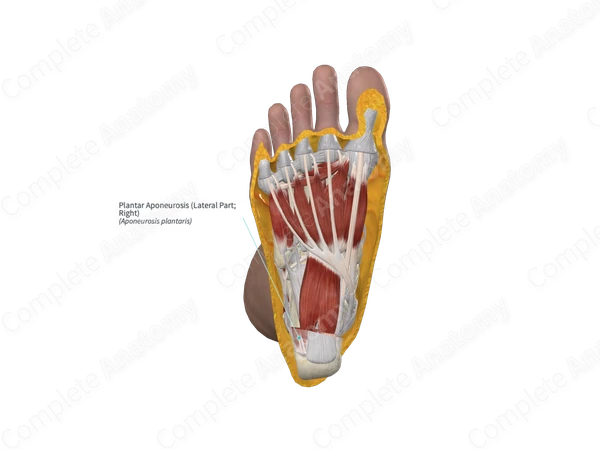 Plantar Aponeurosis (Lateral Part; Right)