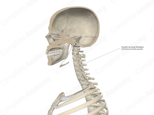 Fourth Cervical Vertebra