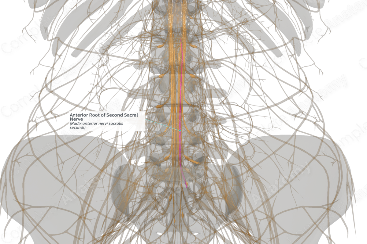 Anterior Root of Second Sacral Nerve (Left)