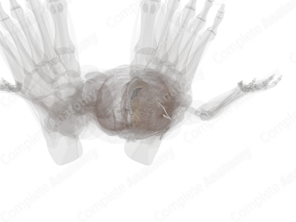 Ankle Joint (Left)