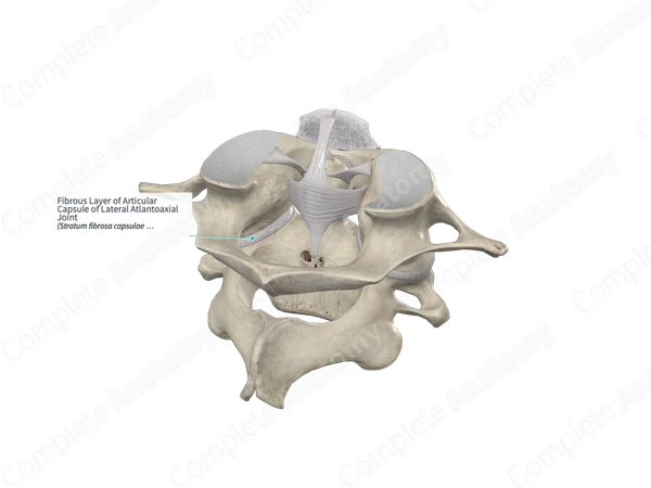 Fibrous Layer of Articular Capsule of Lateral Atlantoaxial Joint