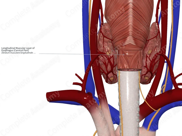Longitudinal Muscular Layer of Esophagus (Cervical Part)