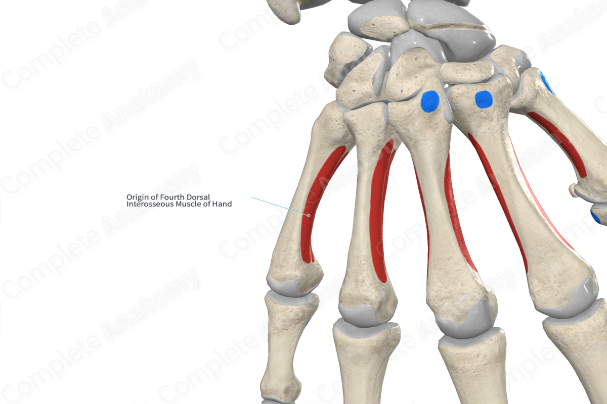 Origin of Fourth Dorsal Interosseous Muscle of Hand | Complete Anatomy