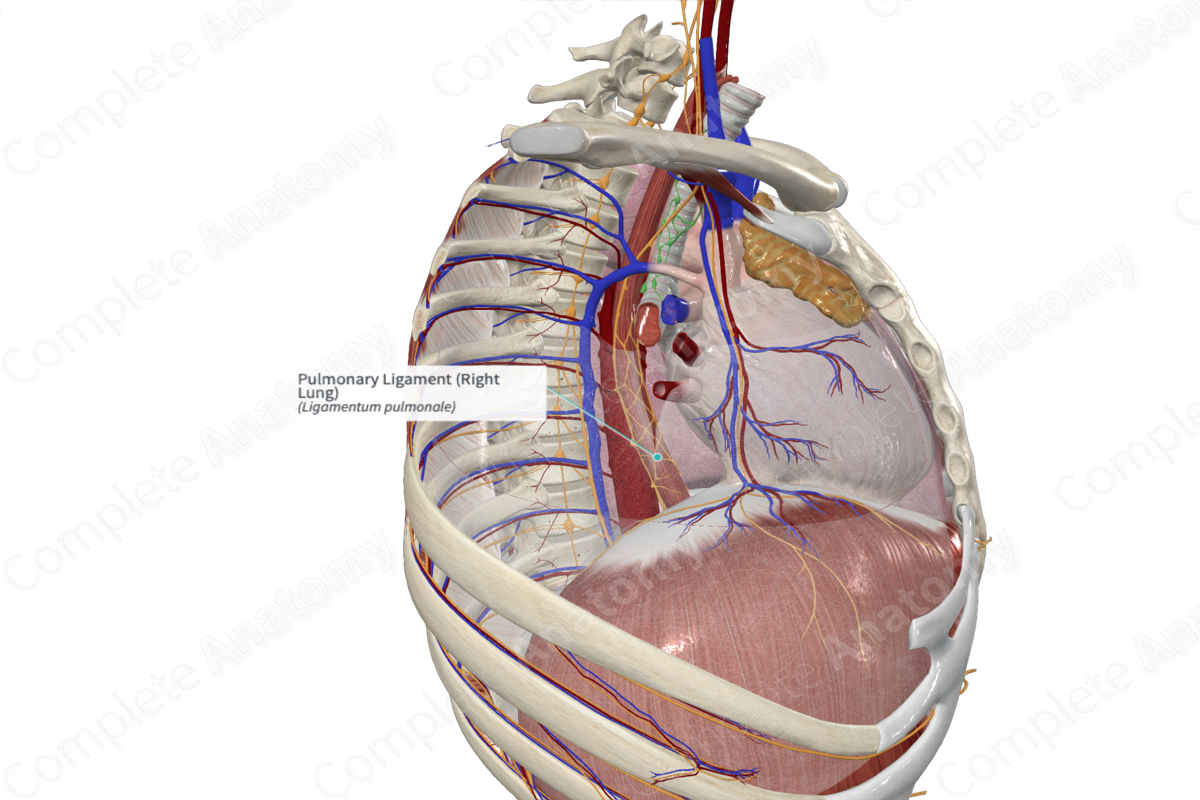 Pulmonary Ligament (Right Lung)