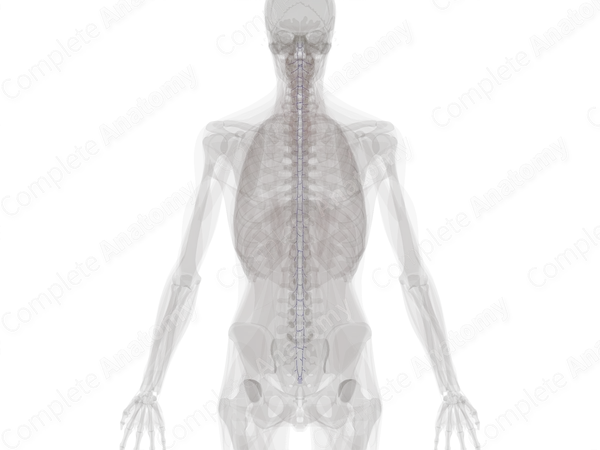 Anterior Internal Vertebral Venous Plexus