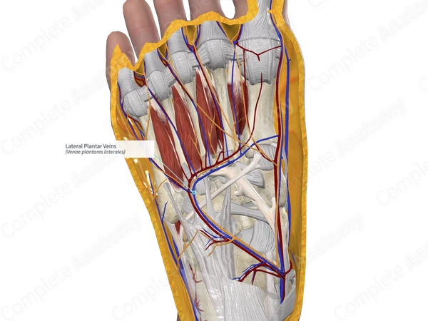 Lateral Plantar Veins