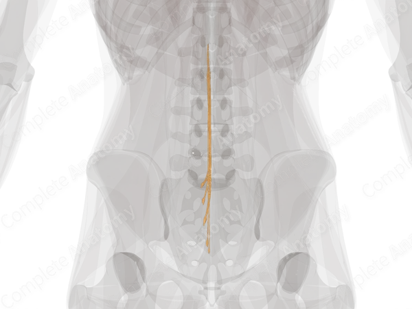 Sacral Spinal Roots & Ganglia (Left)