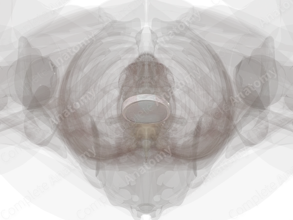 Lumbosacral Symphysis