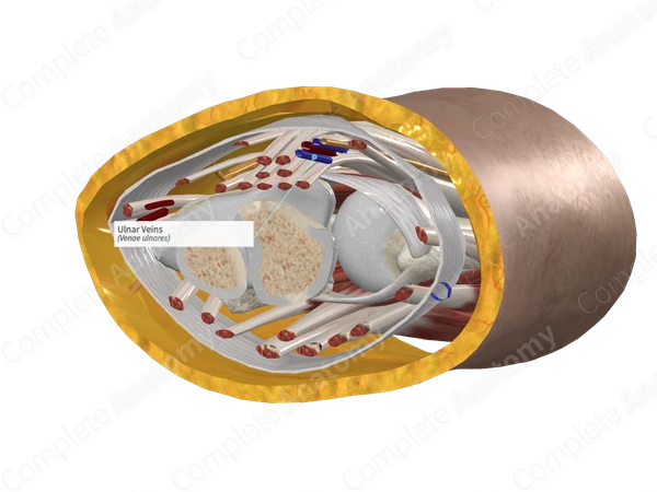 Ulnar Veins