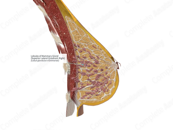 Lobules of Mammary Gland (Superior Lateral Quadrant; Left)