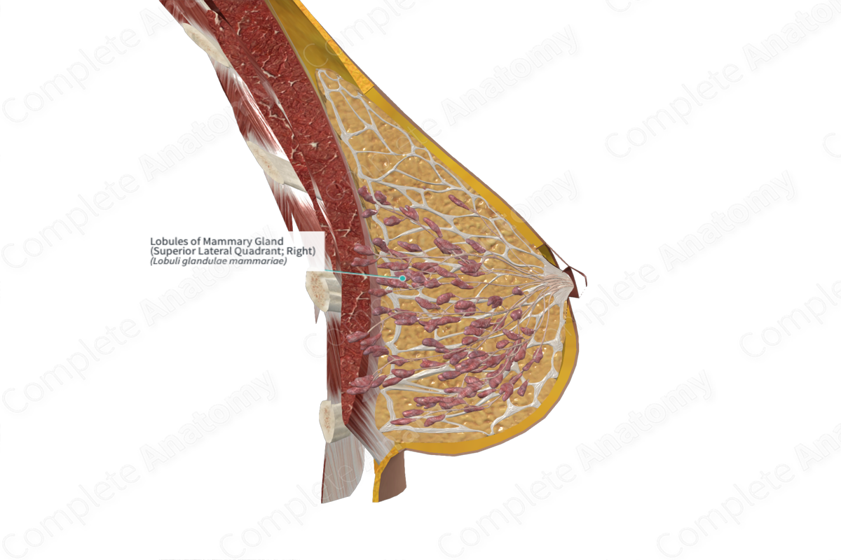 Lobules of Mammary Gland (Superior Lateral Quadrant; Left)