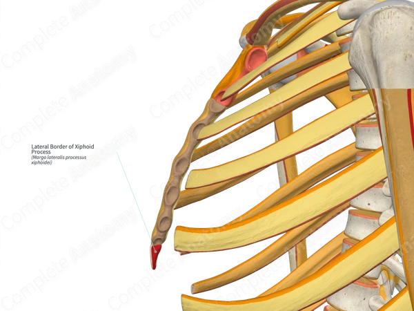 Lateral Border of Xiphoid Process (Right)