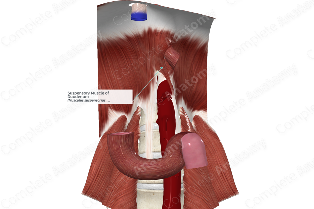 Suspensory Muscle of Duodenum