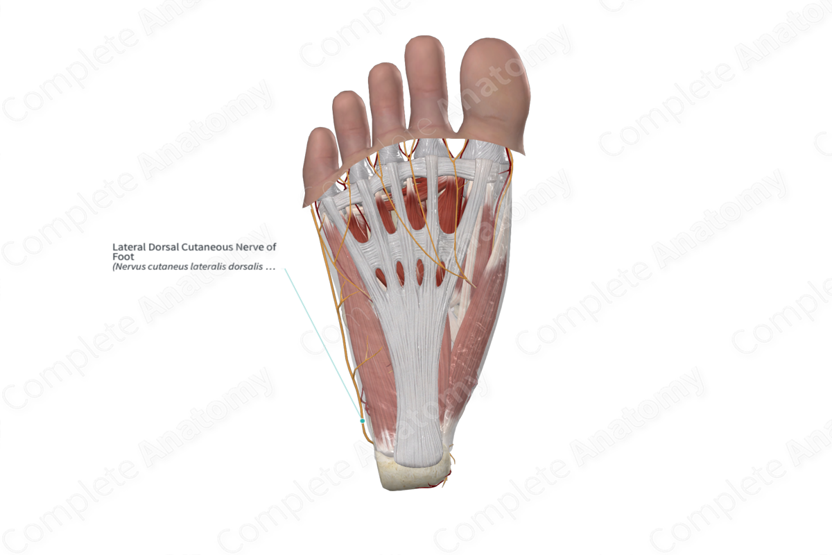 Lateral Dorsal Cutaneous Nerve of Foot 