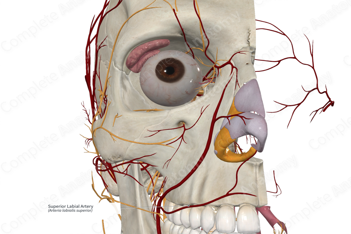 Superior Labial Artery 