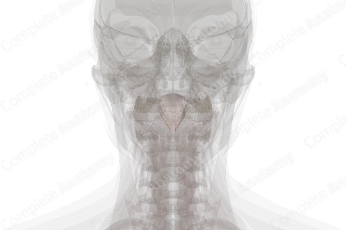 Tectorial Membrane of Cervical Vertebral Column