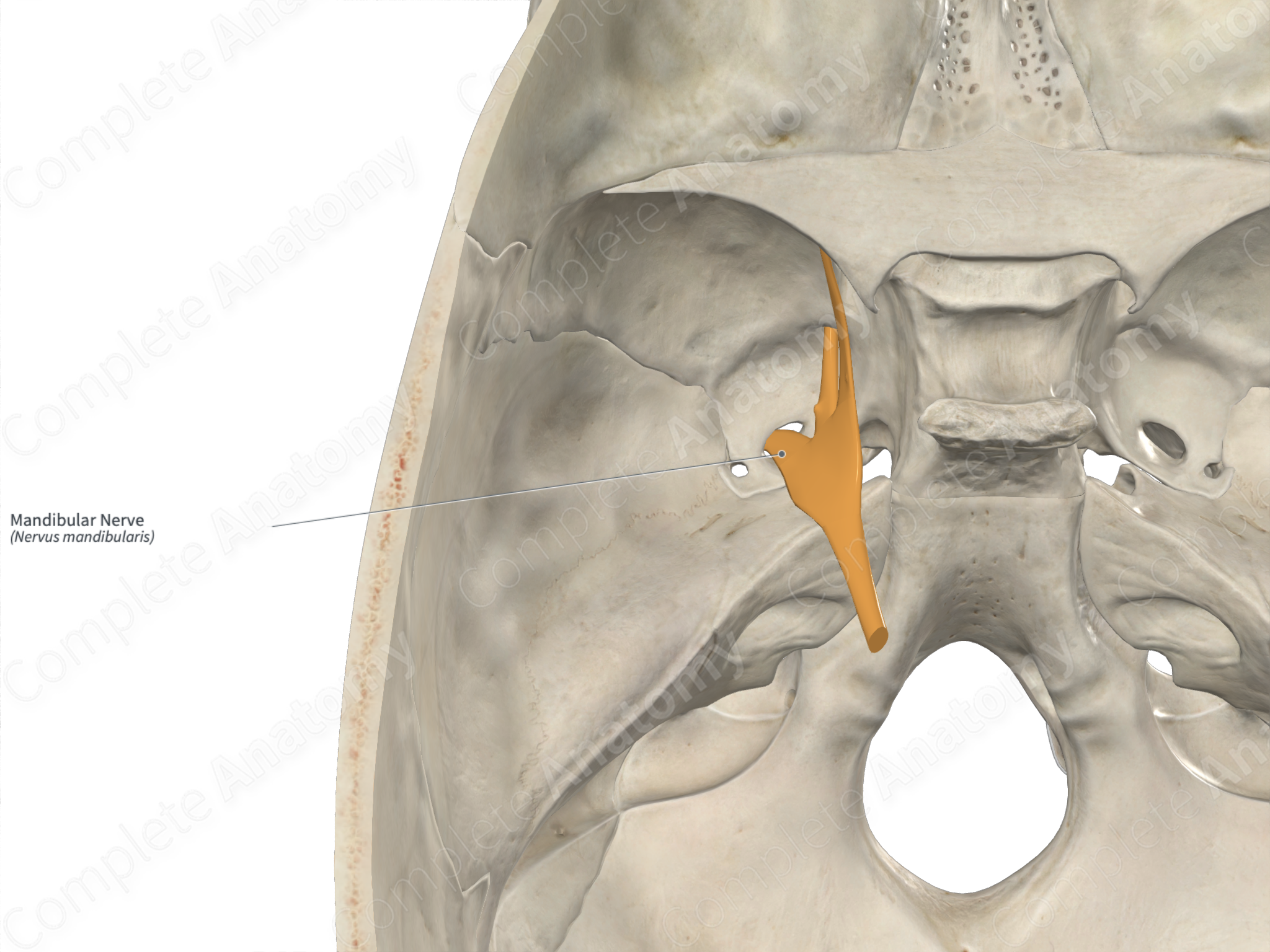 mandibular nerve