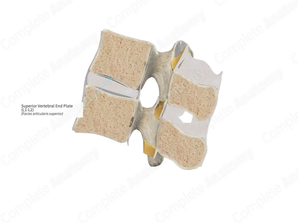 Superior Vertebral End Plate (L1-L2)