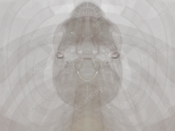 Cranial Synovial Joints
